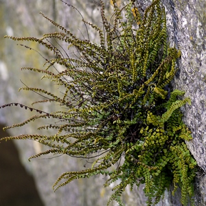 Plante verte sur un mur de roche - France  - collection de photos clin d'oeil, catégorie plantes